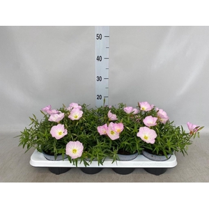 Oenothera fruticosa