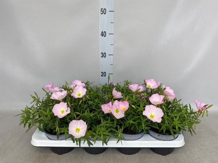<h4>Oenothera fruticosa</h4>