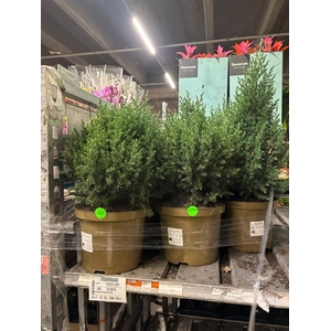 Juniperus chinensis Stricta