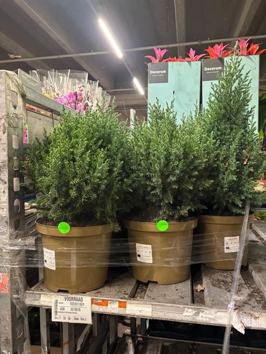 Juniperus chinensis Stricta