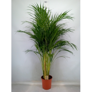 Dypsis lutescens   ...Chrysalidoca