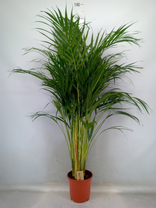 <h4>Dypsis lutescens   ...Chrysalidoca</h4>