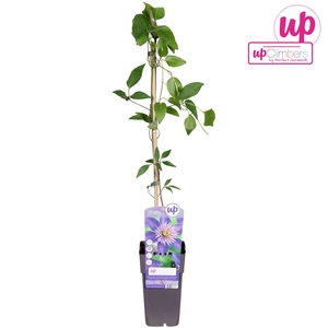 Clematis Multi Blue