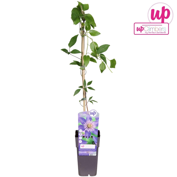 <h4>Clematis Multi Blue</h4>
