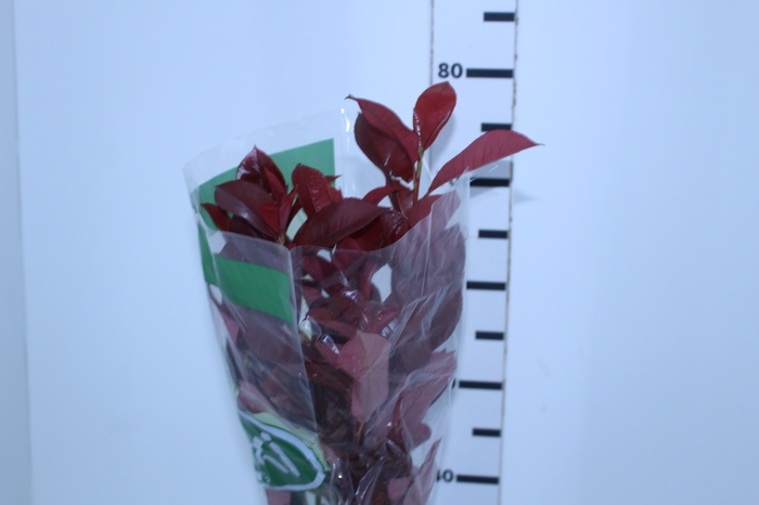 FOLHAGEM PHOTINIA VERMELHO 070 CM