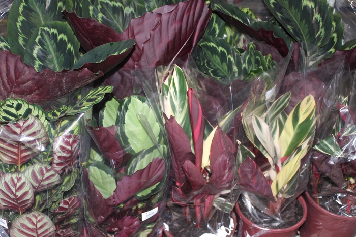 <h4>MARANTA VARIADO P23</h4>