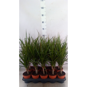 Dracaena marg.