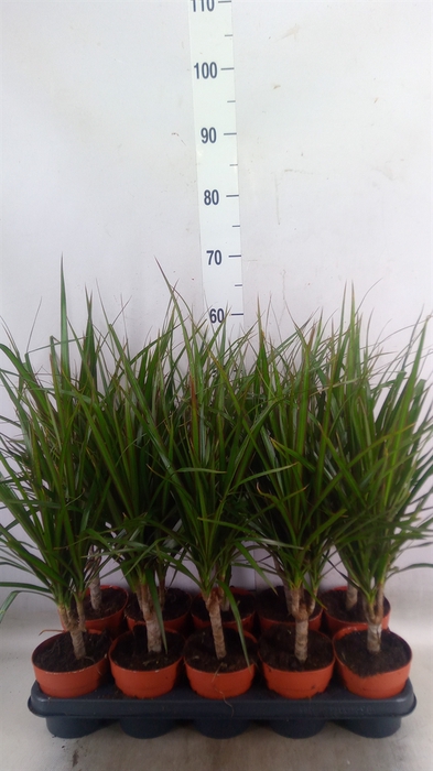 <h4>Dracaena marg.</h4>