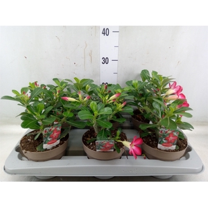 Adenium obesum 'Anouk'