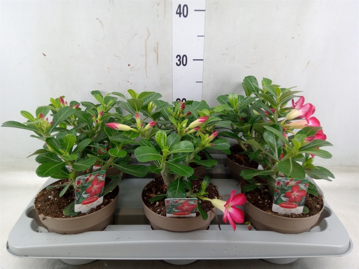 <h4>Adenium obesum 'Anouk'</h4>
