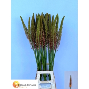 EREMURUS CLEOPATRA