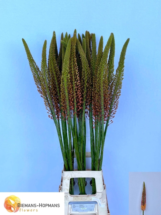 <h4>EREMURUS CLEOPATRA</h4>