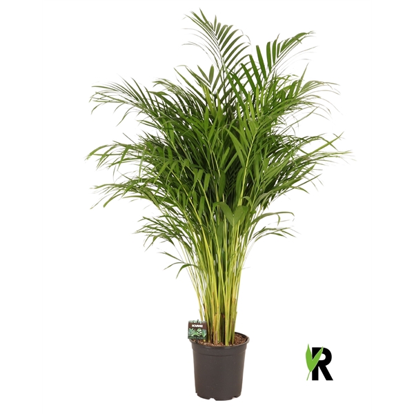 <h4>Dypsis lutescens</h4>