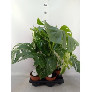 Monstera delic. 'Variegata'