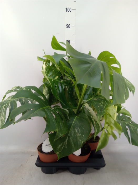 <h4>Monstera delic. 'Variegata'</h4>
