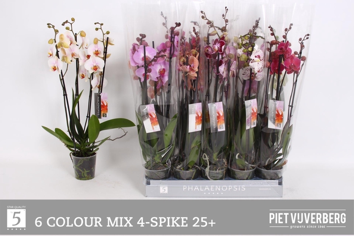 <h4>PHAL GEM 6 KL</h4>