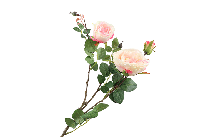 Rosa Pink Light