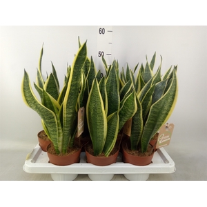 Sansevieria trifa. 'Futura Superba'