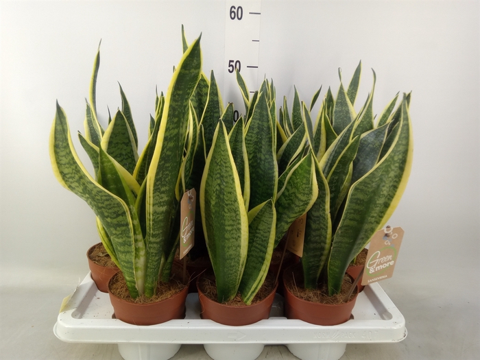 <h4>Sansevieria trifa. 'Futura Superba'</h4>