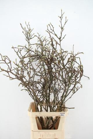 <h4>MAGNOLIA GRILLIG 130CM PER STEM</h4>