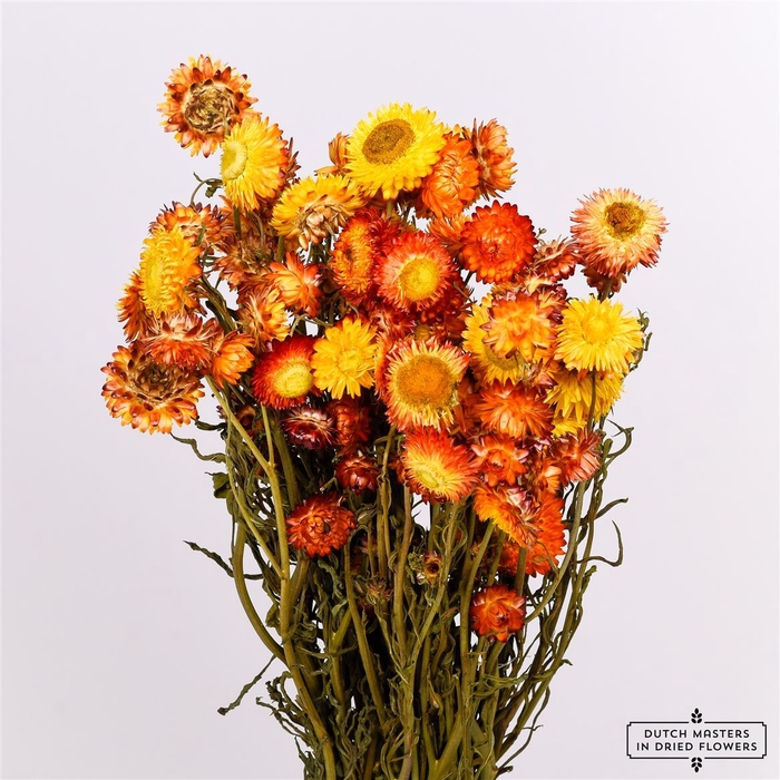 Dried Helichrysum Orange Bunch