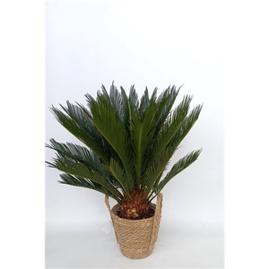 Cycas in mand Krakau