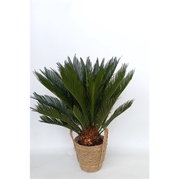 <h4>Cycas in mand Krakau</h4>