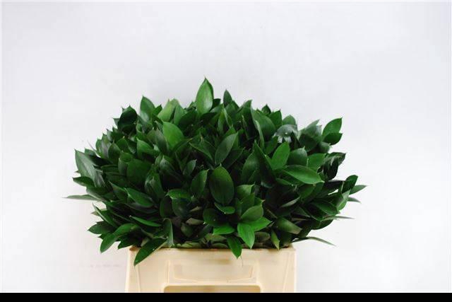 <h4>RUSCUS HYPOPHYLLUM</h4>