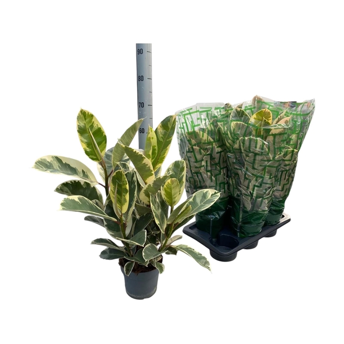 <h4>FIC EL TINEKE</h4>