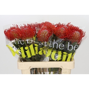 Nutans Ayoba Red