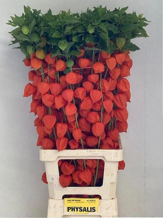 <h4>PHYSALIS LAMPION TAK</h4>