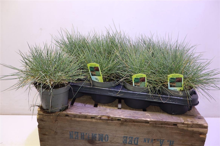 <h4>Fest Amethystina</h4>