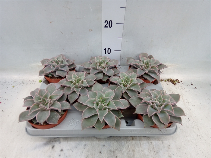 <h4>Echeveria   ...</h4>