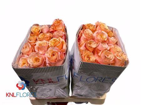 <h4>R Gr Shimmer</h4>