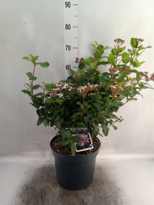 <h4>Viburnum tinus</h4>