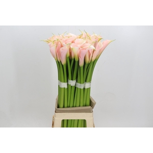 Zantedeschia Eydolls Salmon