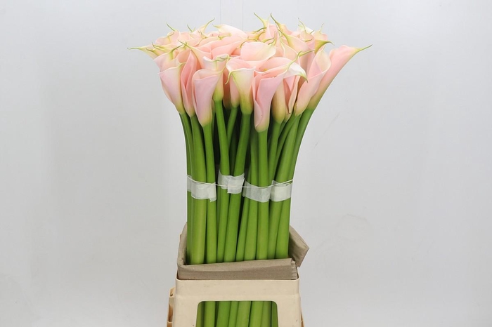 <h4>Zantedeschia Eydolls Salmon</h4>