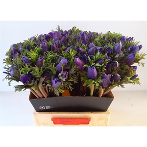ANEM CO M L BLUE