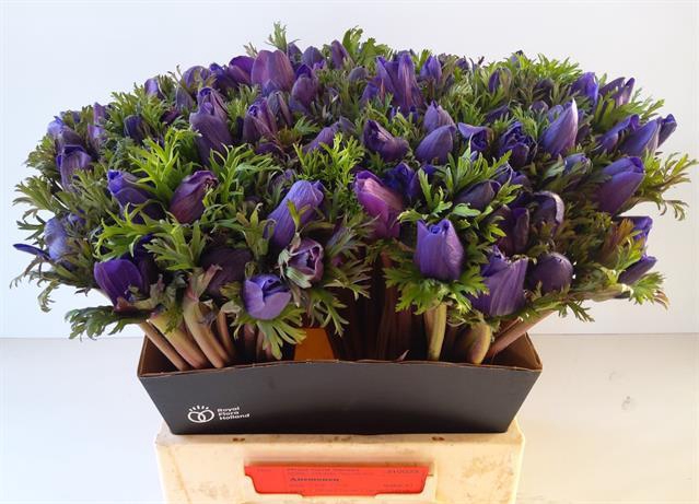 ANEM CO M L BLUE