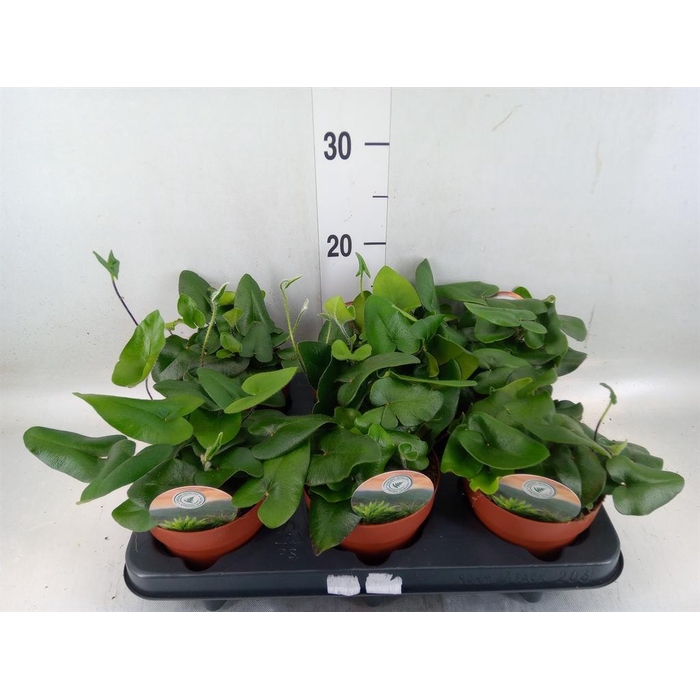 <h4>Hemionitis arifolia</h4>