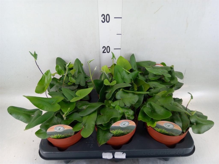 <h4>Hemionitis arifolia</h4>