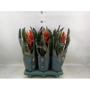 Aechmea  'Pepita Elegant Flames'