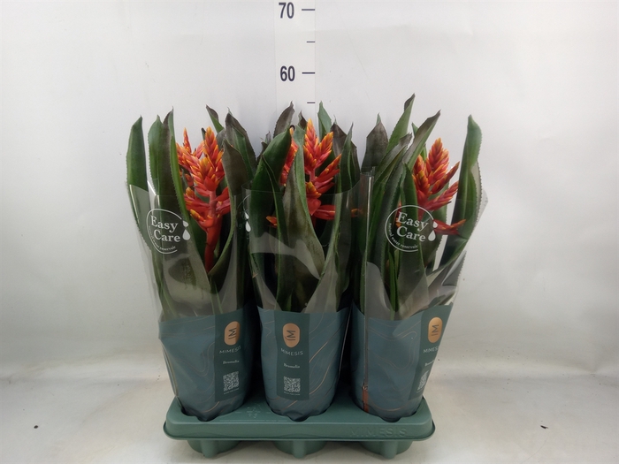 <h4>Aechmea  'Pepita Elegant Flames'</h4>