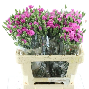 Di Tr Simply Lilla Extra