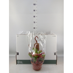 Nepenthes alata