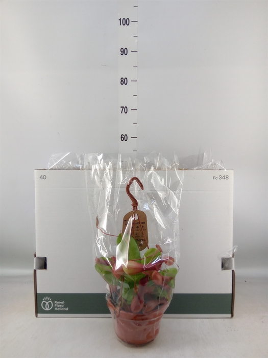 <h4>Nepenthes alata</h4>