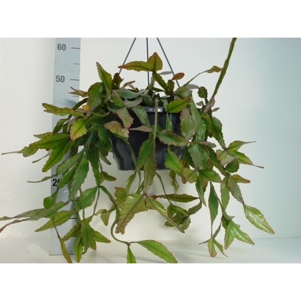 <h4>Rhipsalis elliptica</h4>