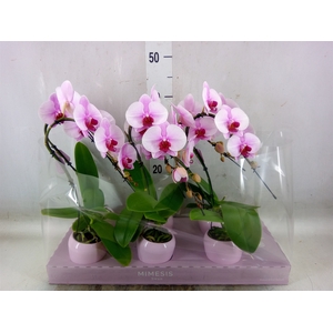 Phalaenopsis   ...rose