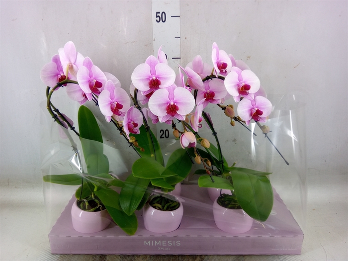 <h4>Phalaenopsis   ...rose</h4>