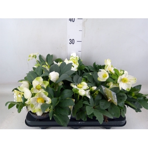 Helleborus niger 'Advent Star'